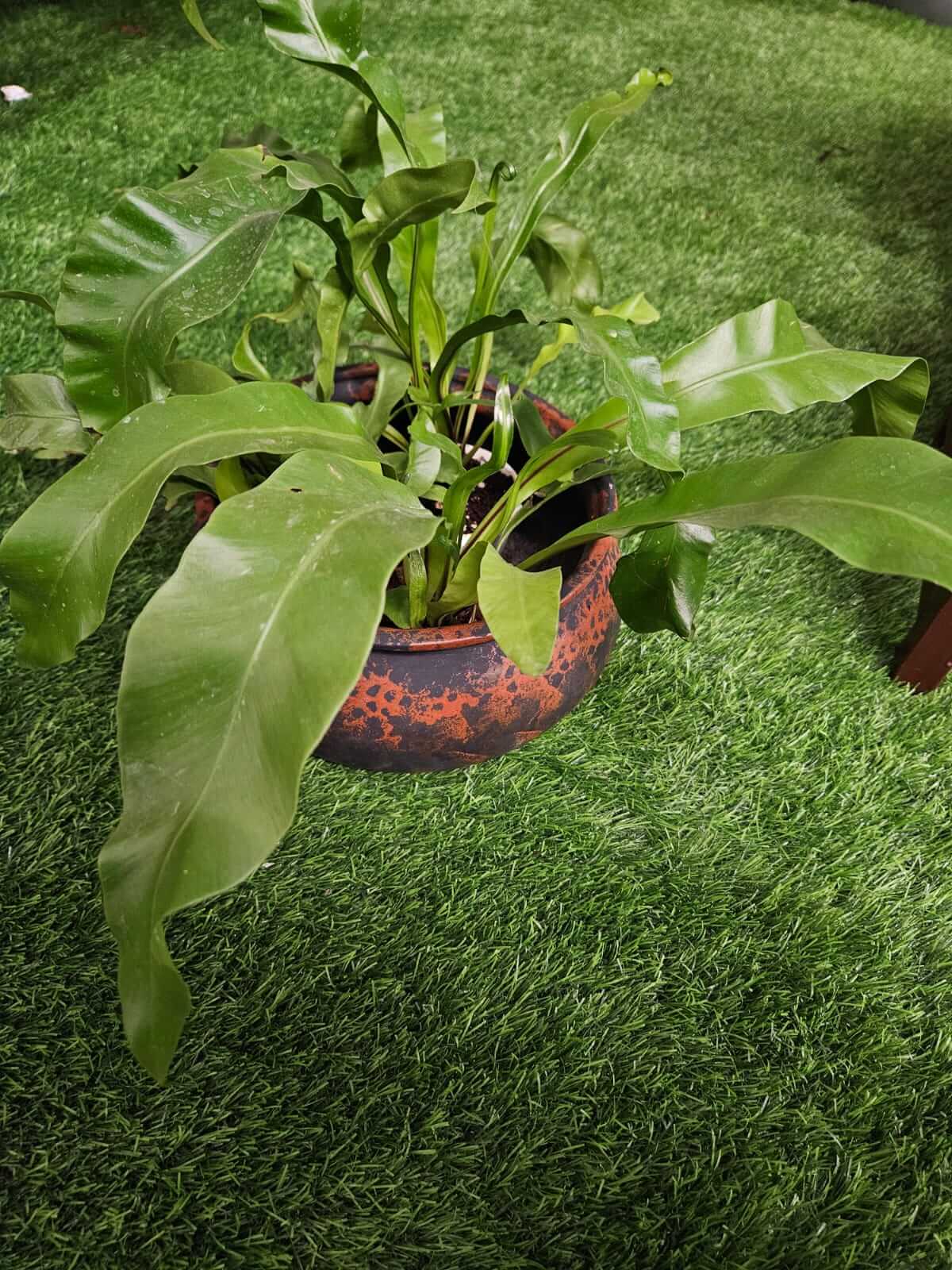 Malika Agro Gardens